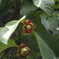 Garcinia mangostana L.